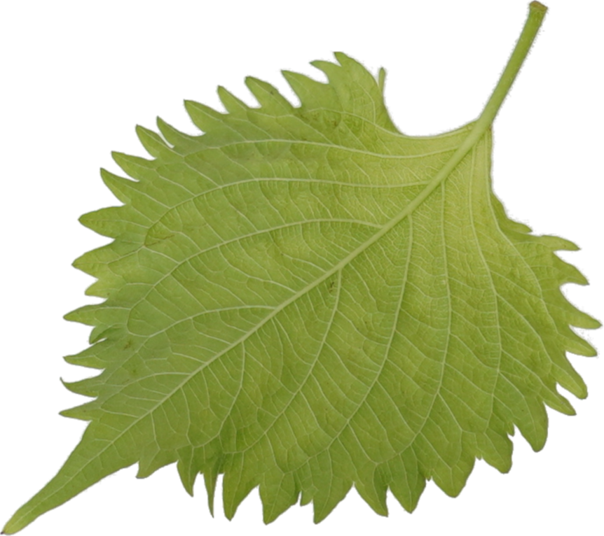 しそ【大葉】（裏）｜商用可フリー画像・背景透過