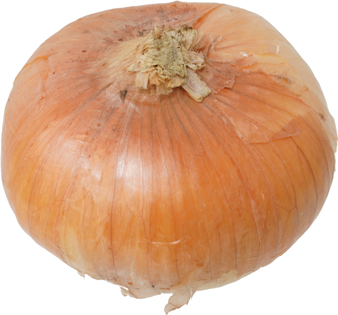 たまねぎ｜商用可フリー画像・背景透過