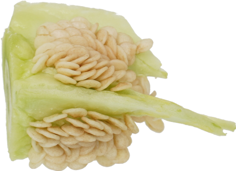 青ピーマン｜商用可フリー画像・背景透過