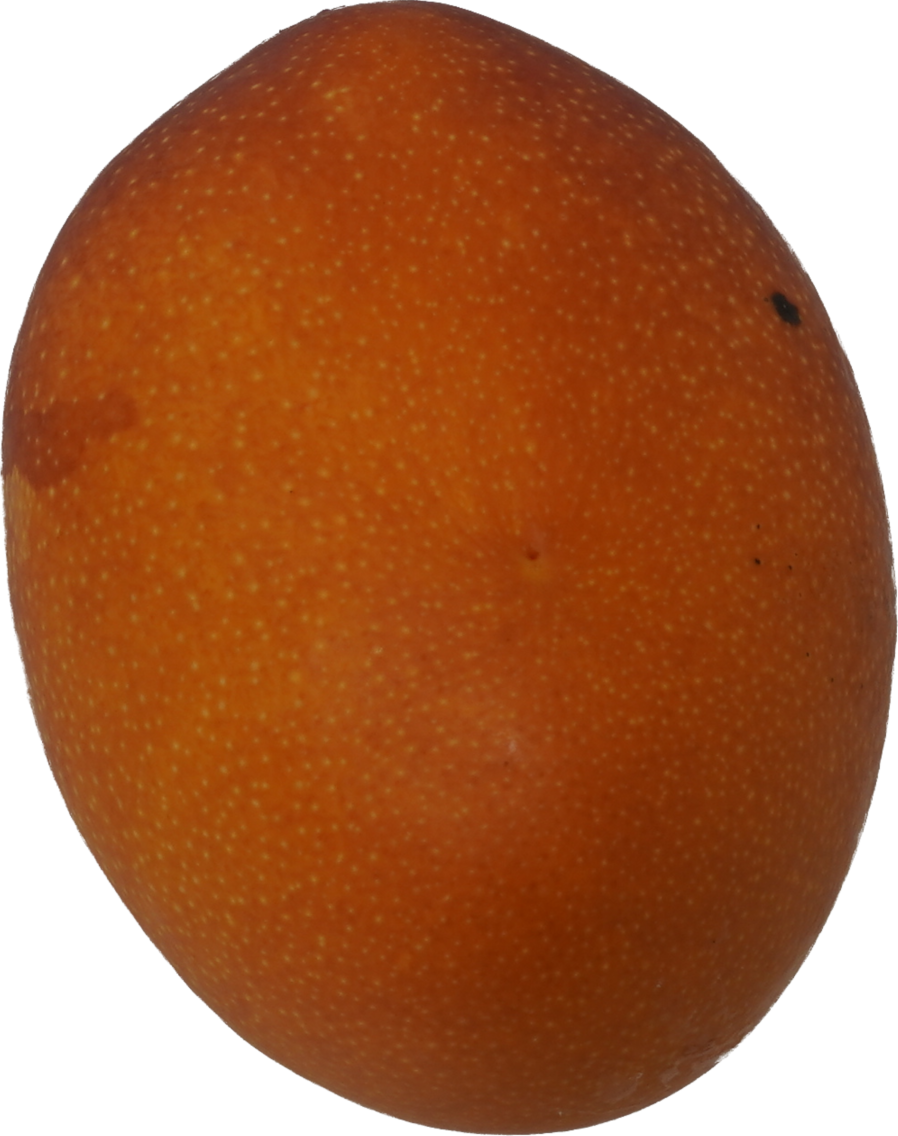 マンゴー｜商用可フリー画像・背景透過