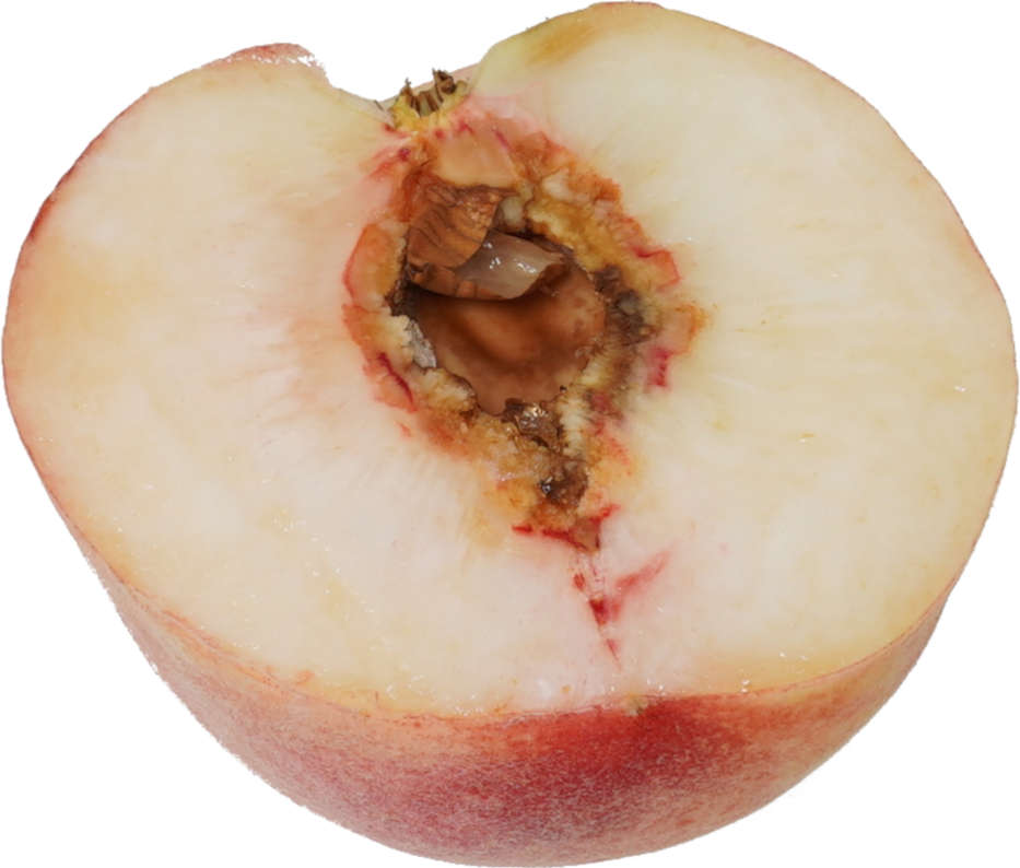 もも｜商用可フリー画像・背景透過