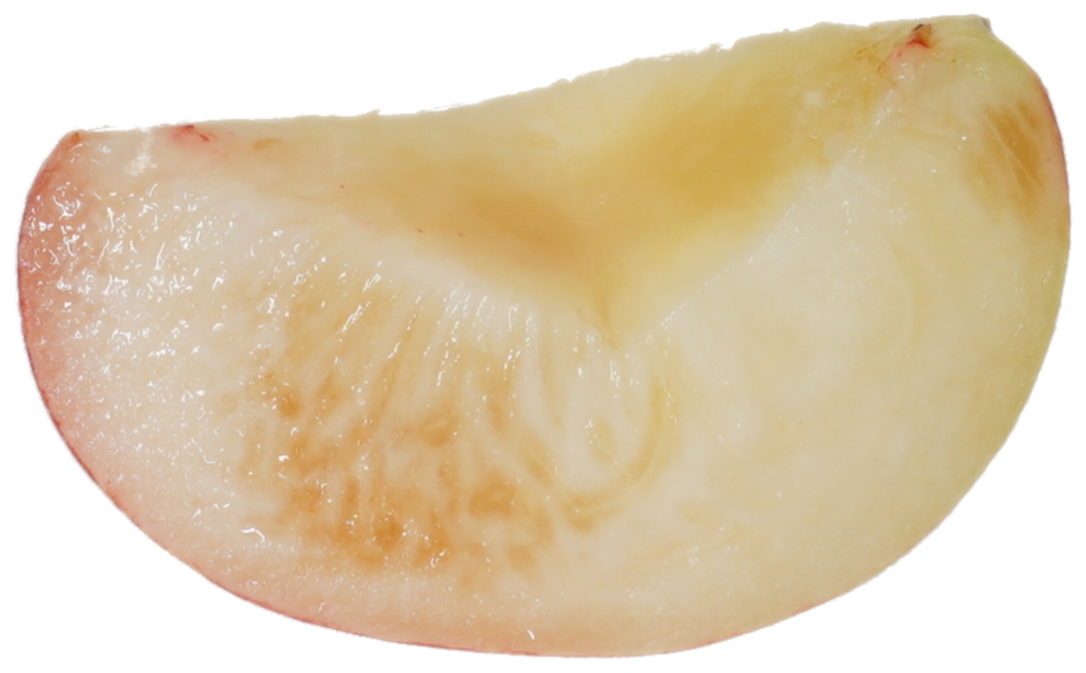 もも｜商用可フリー画像・背景透過