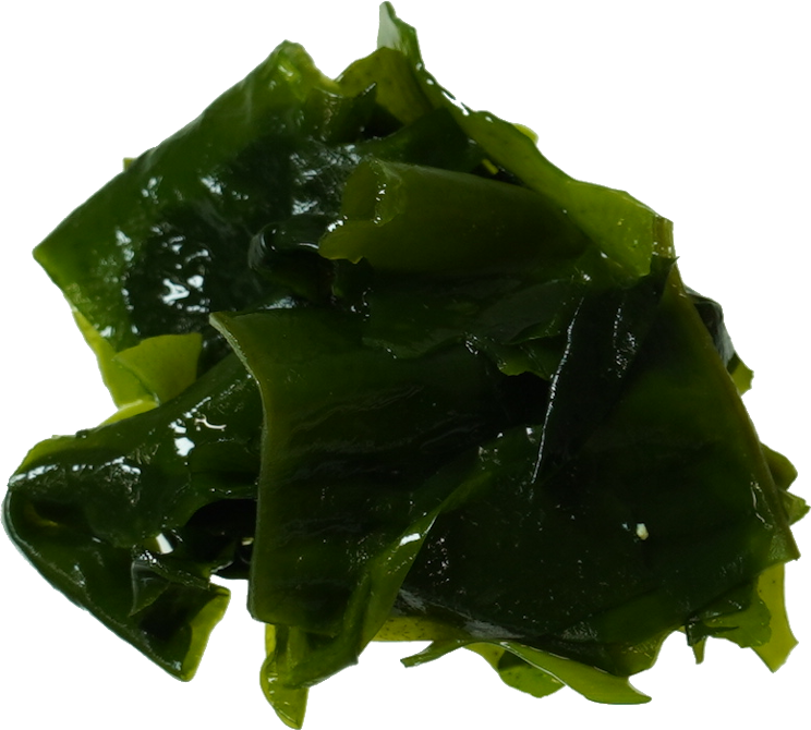 わかめ（乾・水戻し）｜商用可フリー画像・背景透過