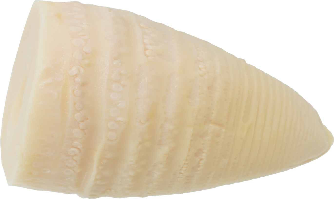 たけのこ（水煮）｜商用可フリー画像・背景透過