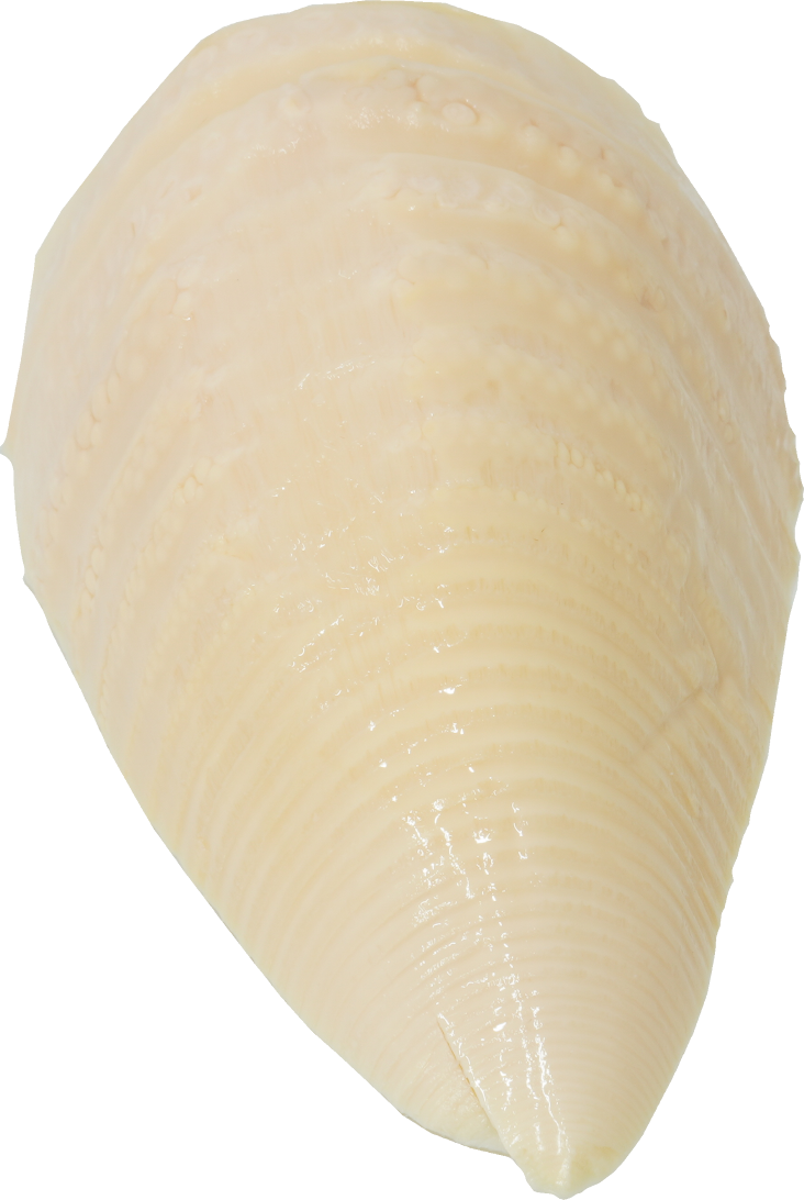 たけのこ（水煮）｜商用可フリー画像・背景透過