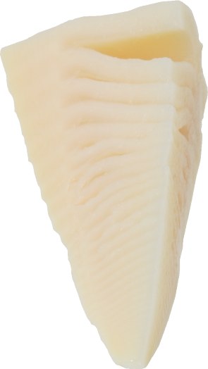 たけのこ（水煮）｜商用可フリー画像・背景透過