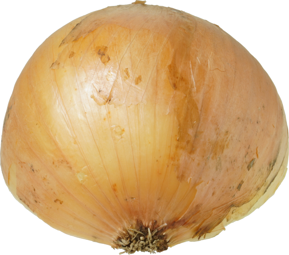 たまねぎ｜商用可フリー画像・背景透過