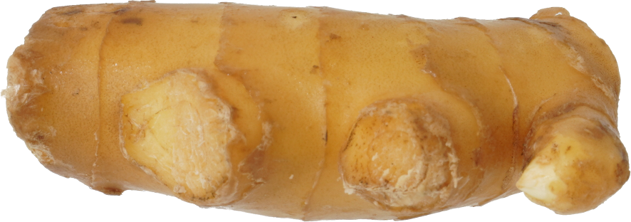 しょうが｜商用可フリー画像・背景透過