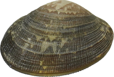 あさり｜商用可フリー画像・背景透過