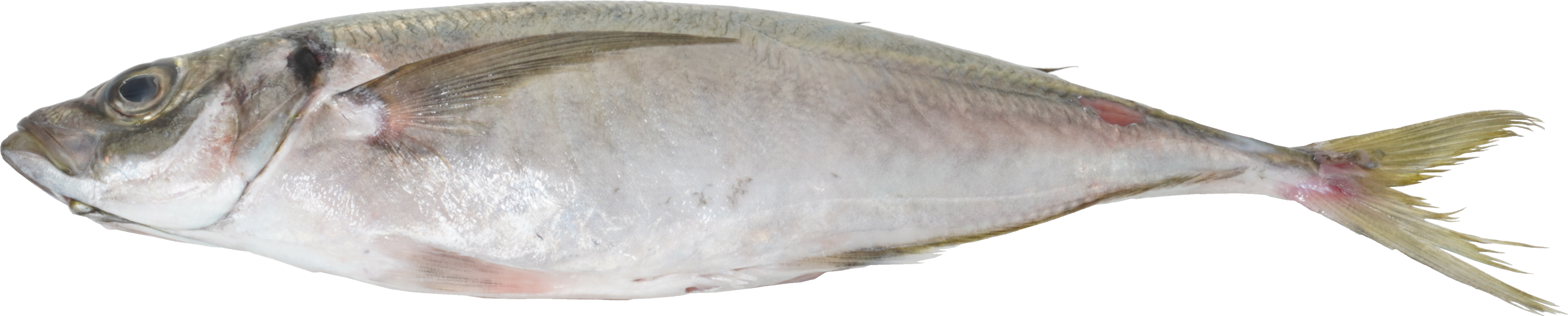 あじ｜商用可フリー画像・背景透過