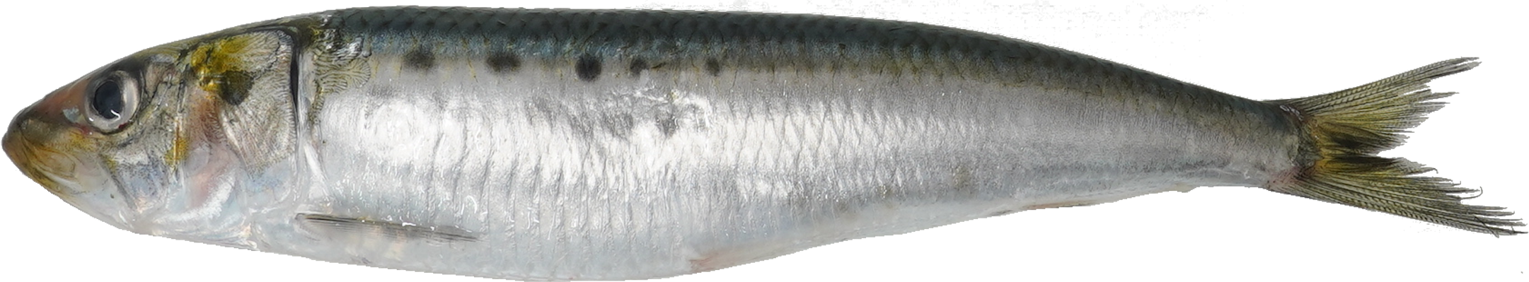 いわし｜商用可フリー画像・背景透過