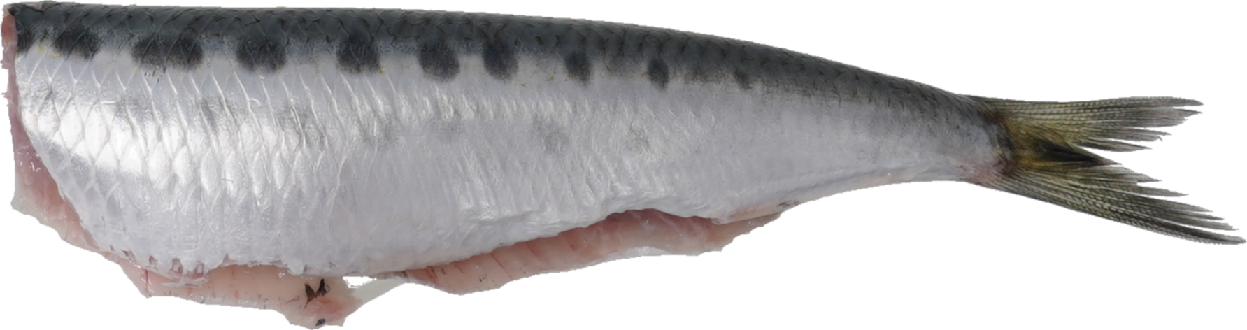 いわし｜商用可フリー画像・背景透過