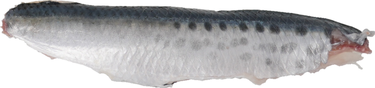 いわし｜商用可フリー画像・背景透過