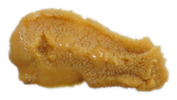 うに｜商用可フリー画像・背景透過