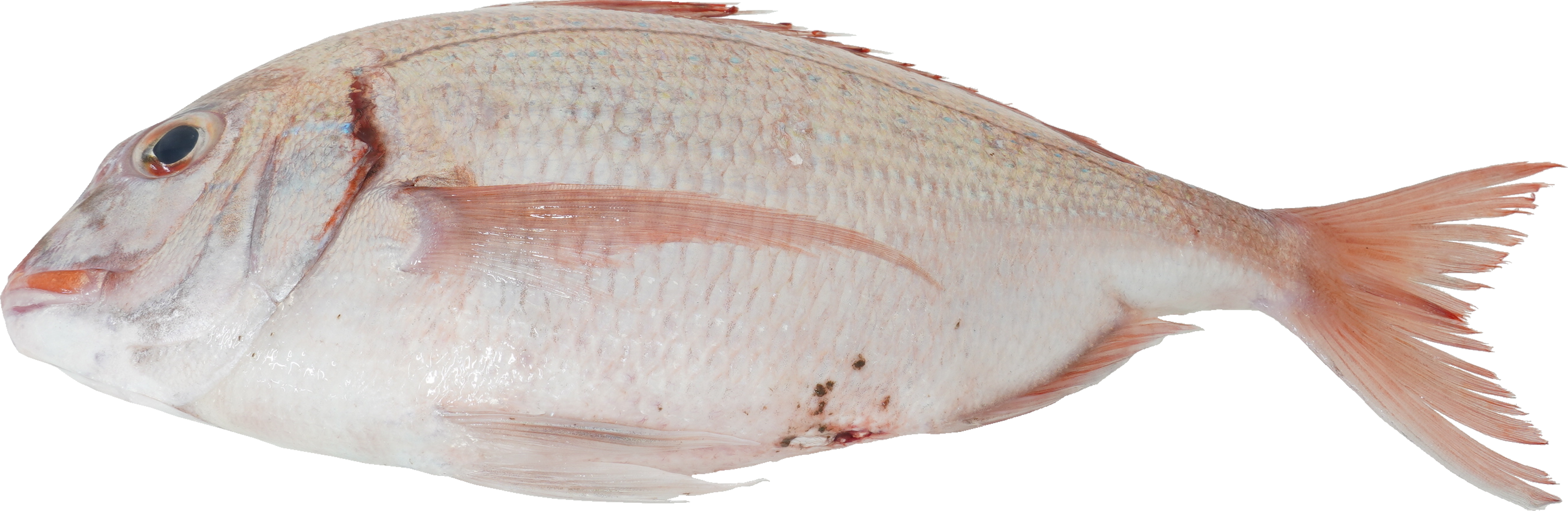 たい｜商用可フリー画像・背景透過