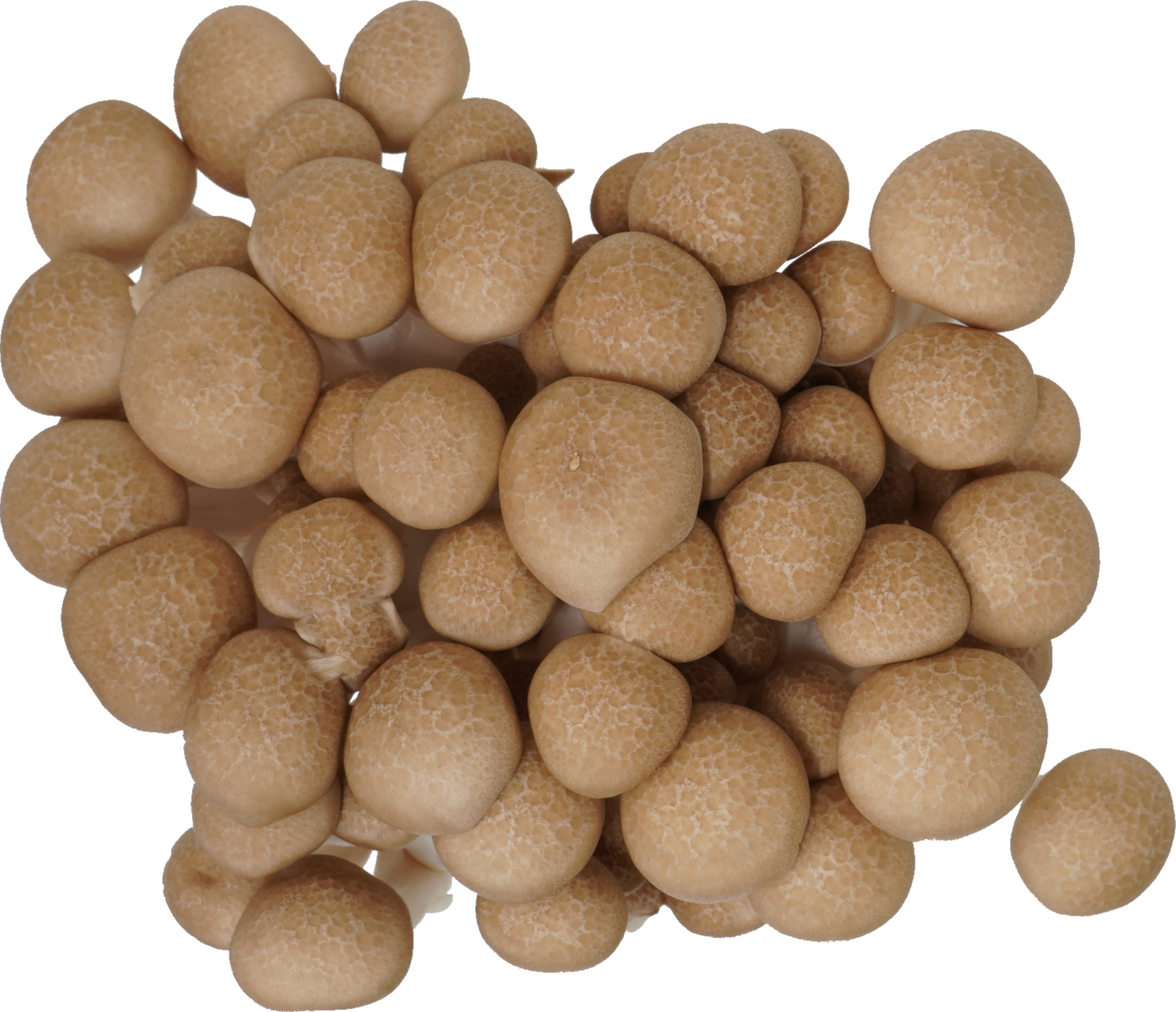 しめじ（ぶなしめじ・生）｜商用可フリー画像・背景透過