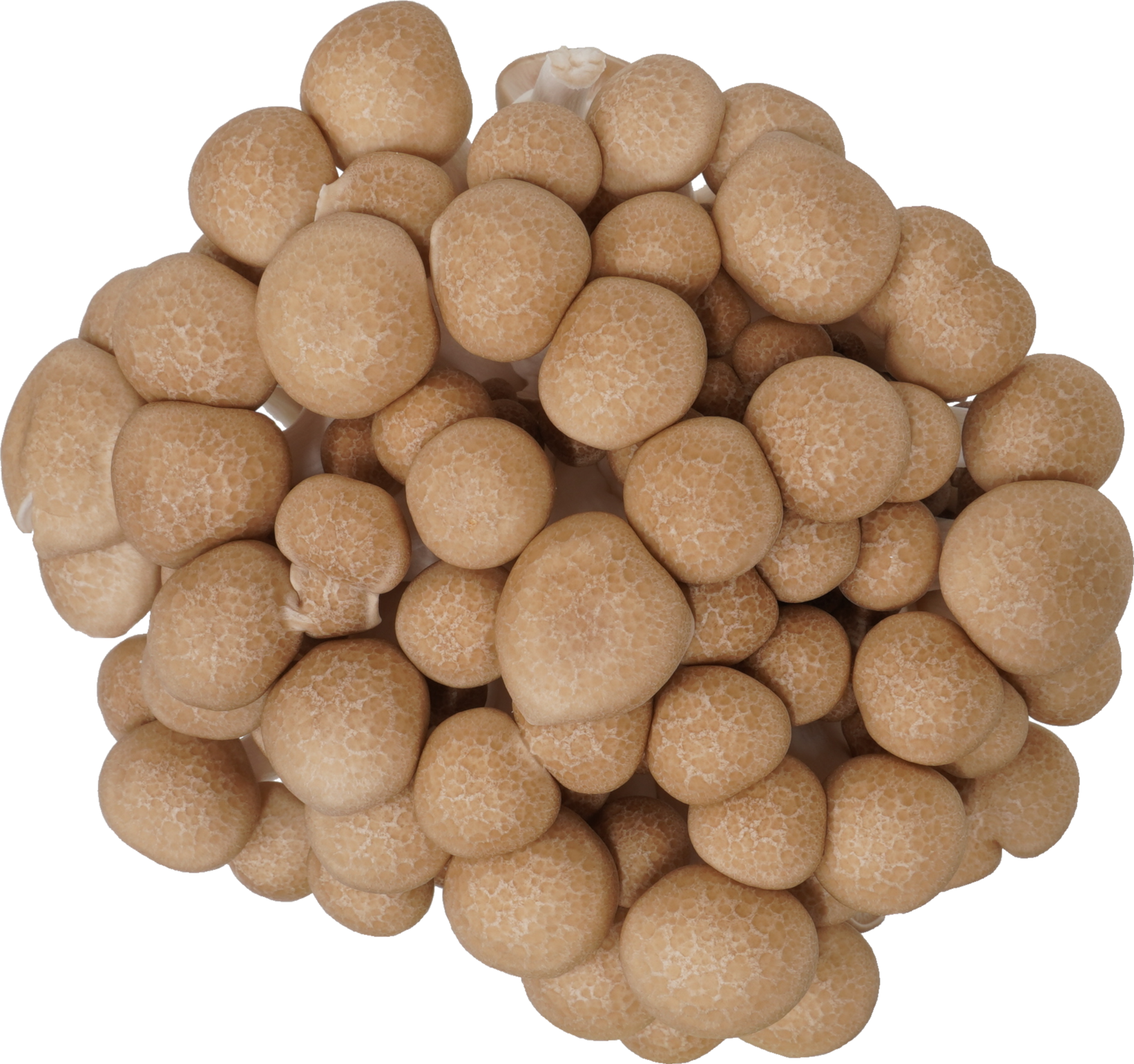 しめじ（ぶなしめじ・生）｜商用可フリー画像・背景透過