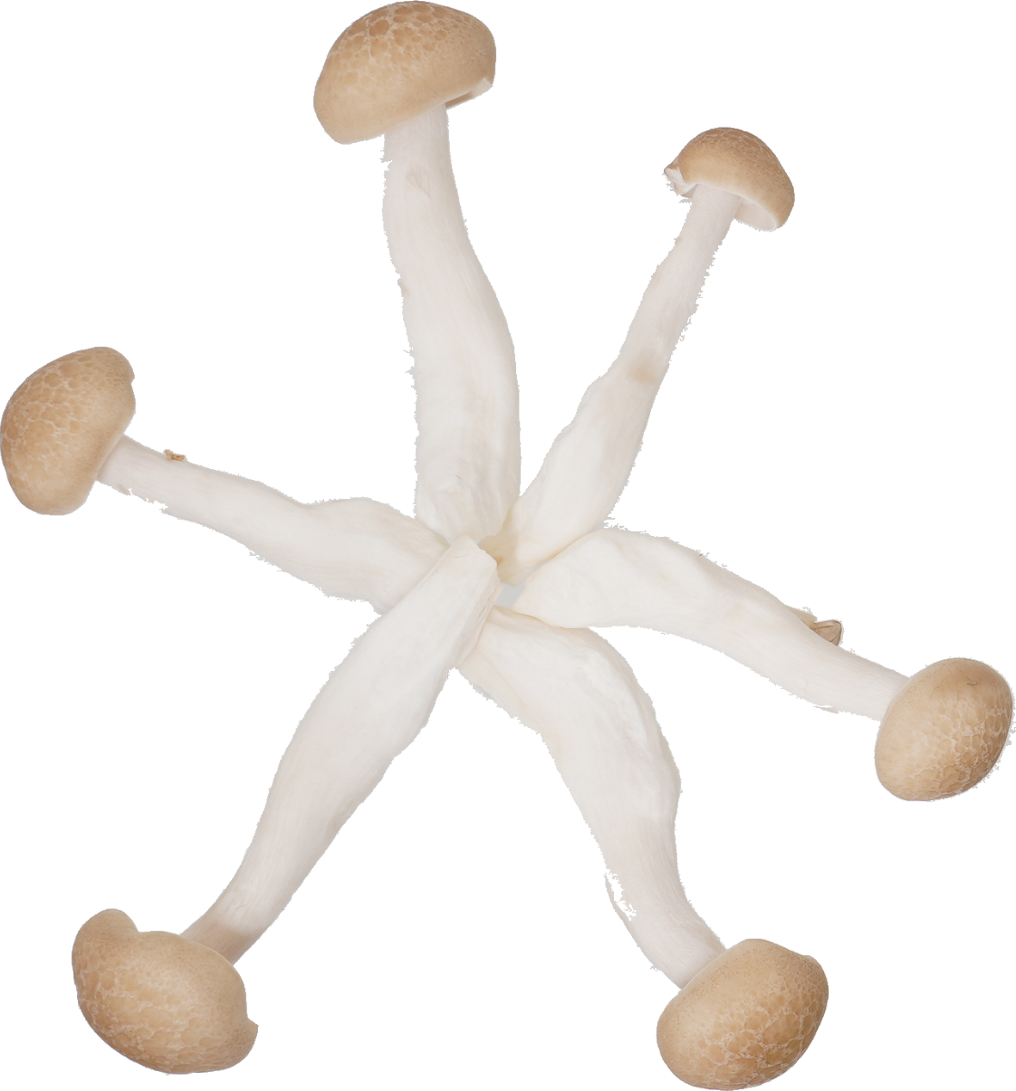 しめじ（ぶなしめじ・生）｜商用可フリー画像・背景透過