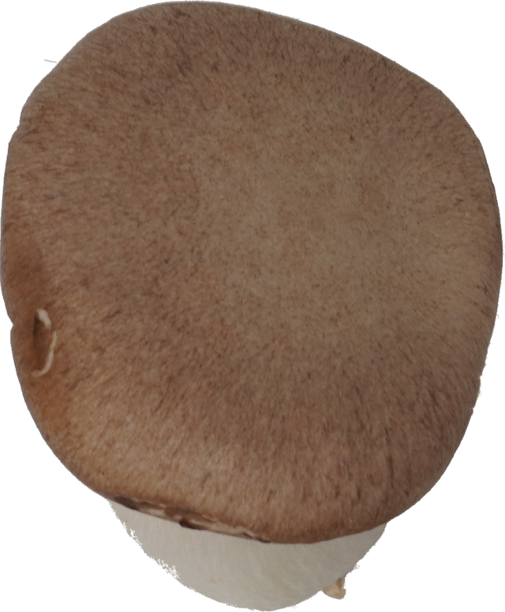 エリンギ｜商用可フリー画像・背景透過