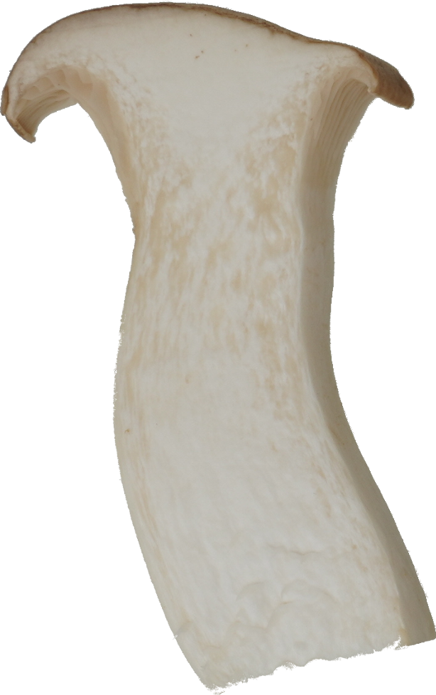 エリンギ｜商用可フリー画像・背景透過