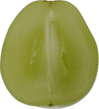 マスカット|商用可フリー画像・背景透過