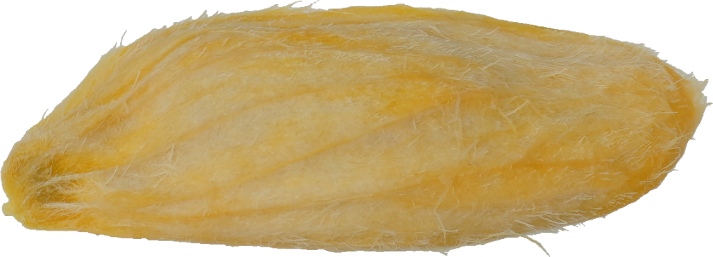 マンゴー｜商用可フリー画像・背景透過