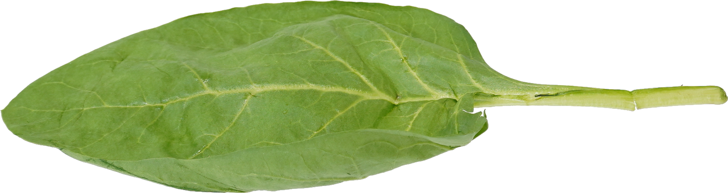 ほうれんそう｜商用可フリー画像・背景透過