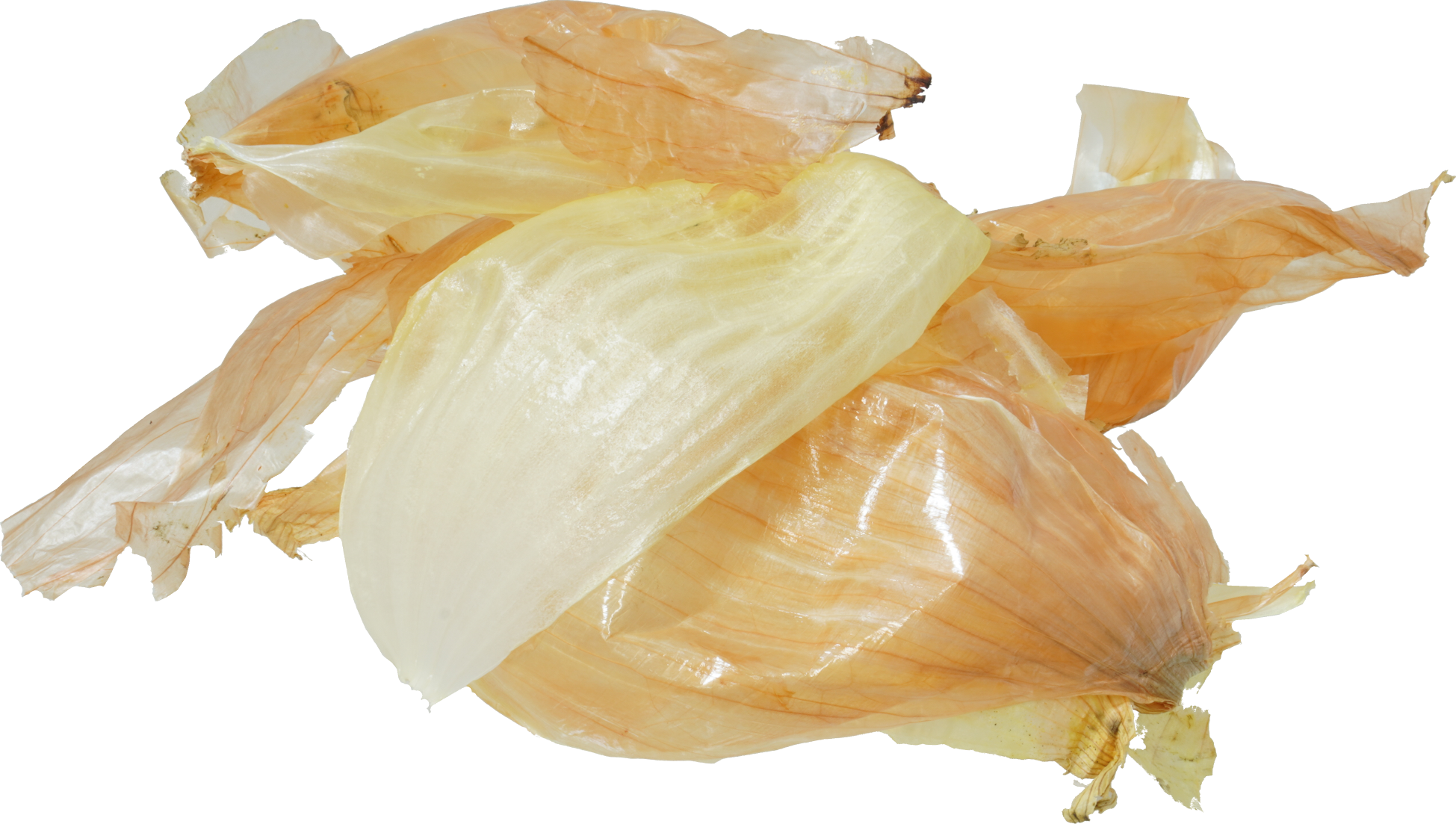 たまねぎ｜商用可フリー画像・背景透過