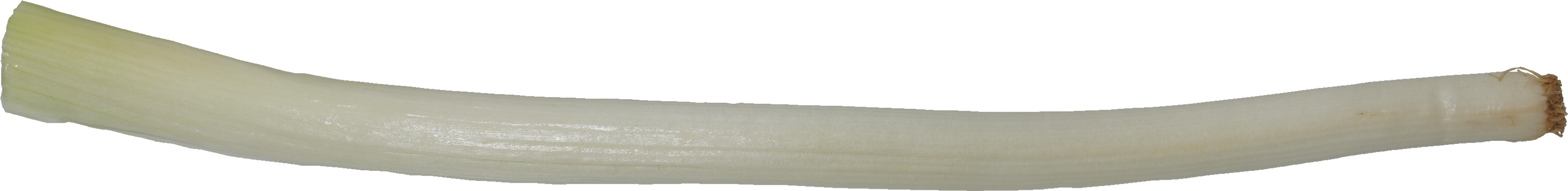 ねぎ（根深ねぎ）｜商用可フリー画像・背景透過