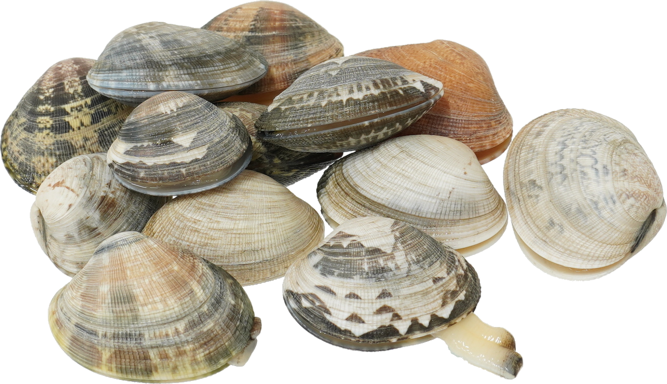 あさり｜商用可フリー画像・背景透過