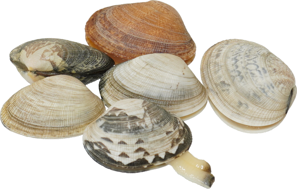 あさり｜商用可フリー画像・背景透過
