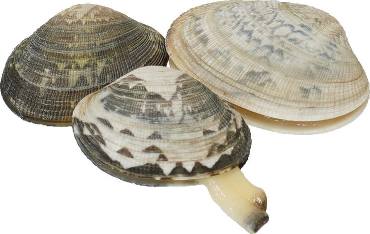 あさり｜商用可フリー画像・背景透過