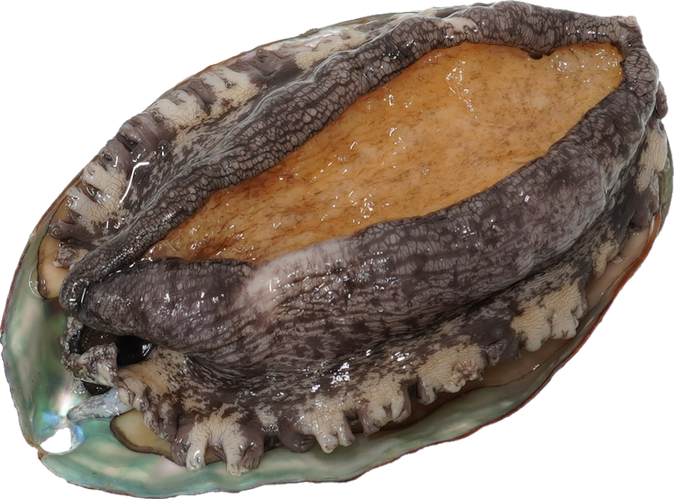 あわび｜商用可フリー画像・背景透過