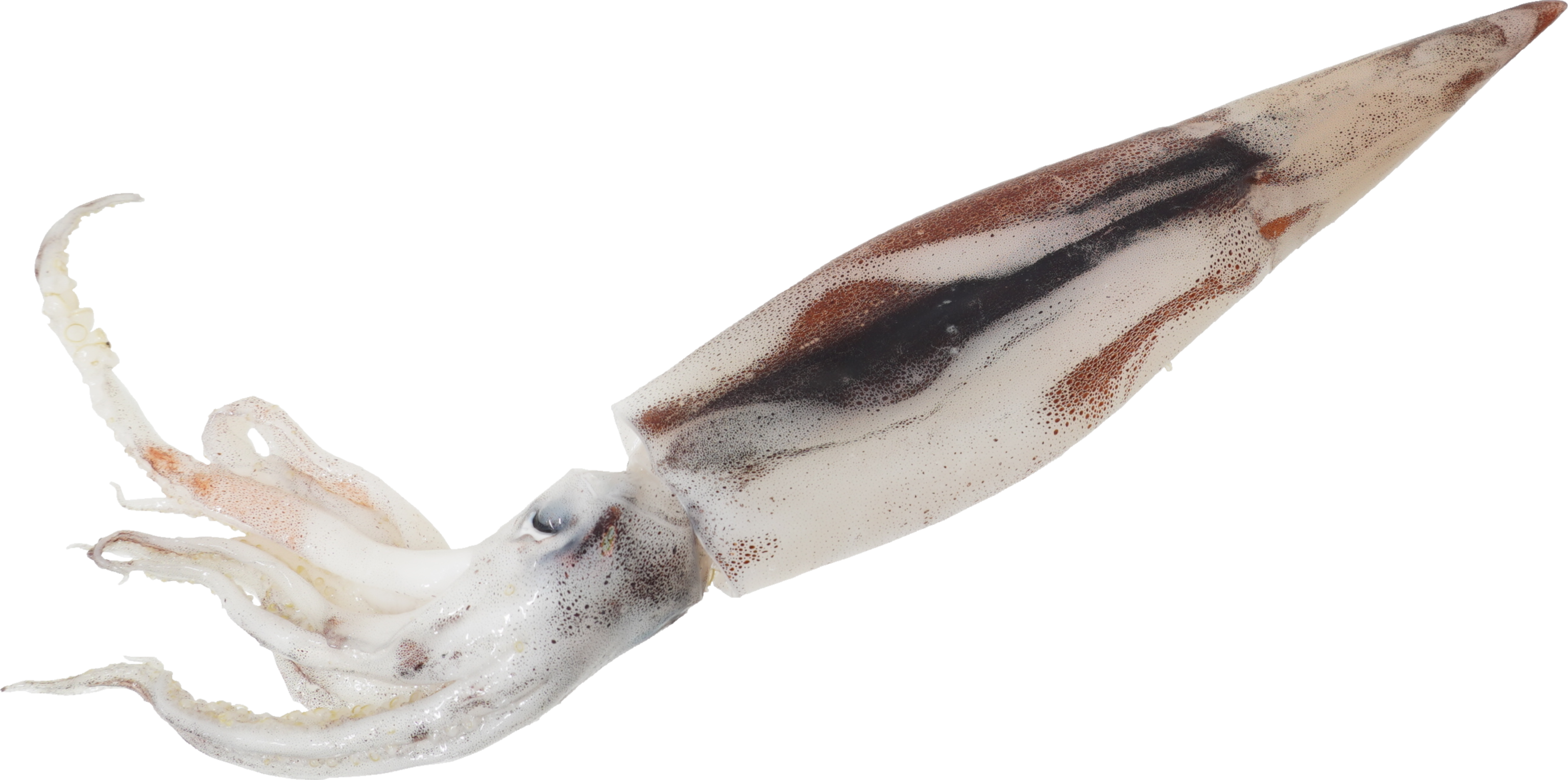 するめいか|商用可フリー画像・背景透過