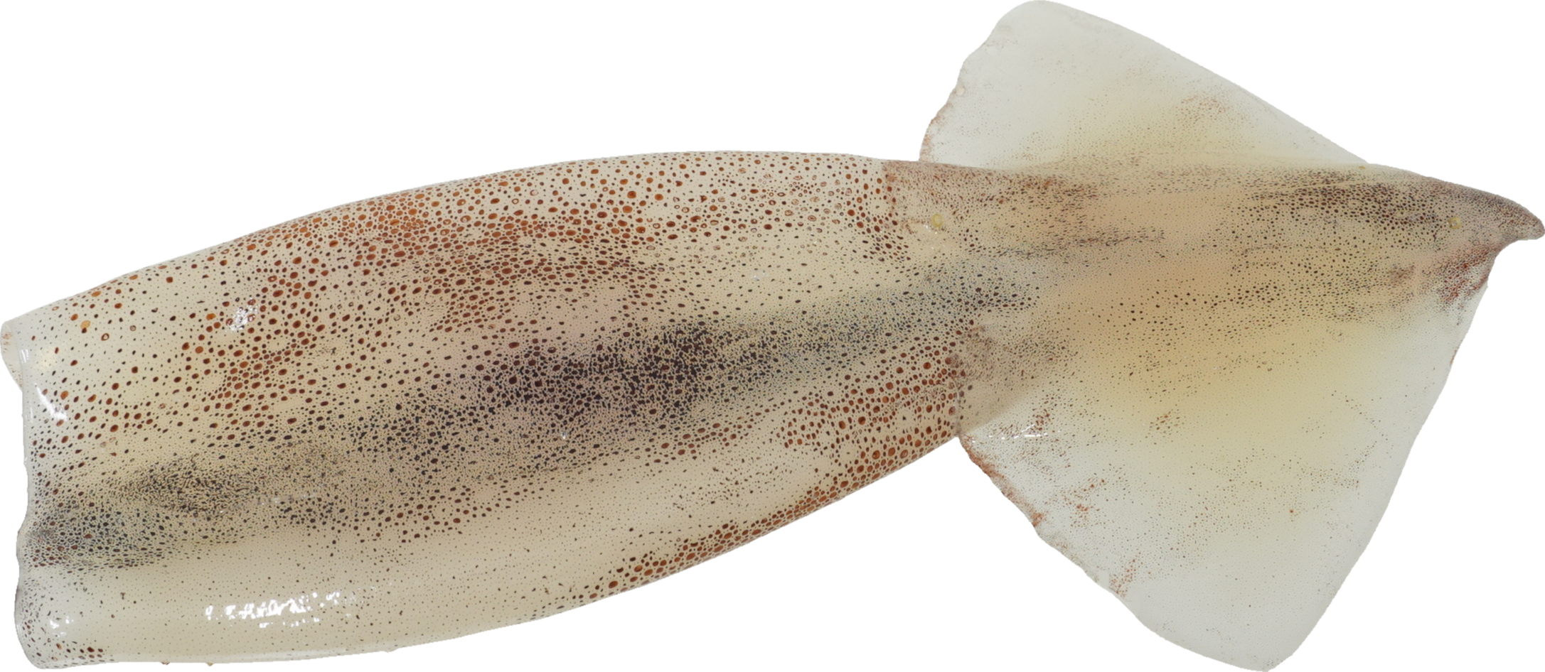 するめいか｜商用可フリー画像・背景透過