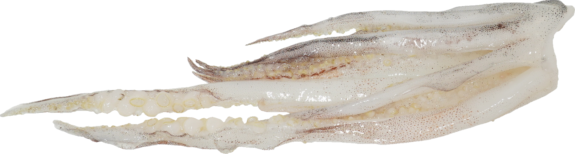 するめいか｜商用可フリー画像・背景透過