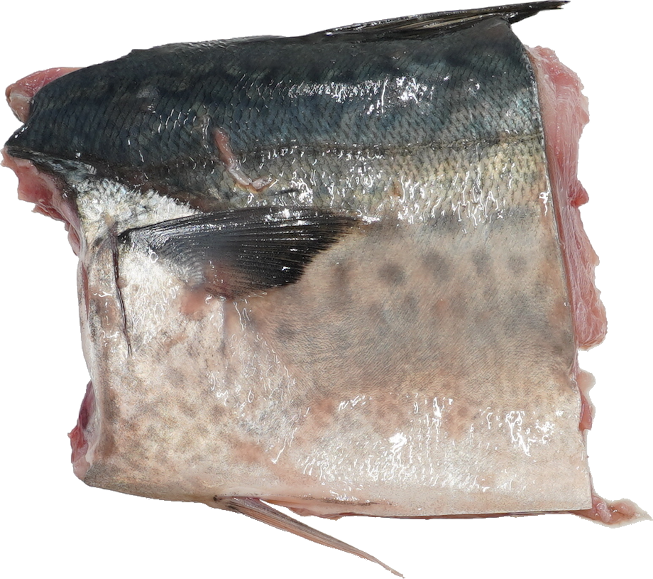 さば（ごまさば）｜商用可フリー画像・背景透過