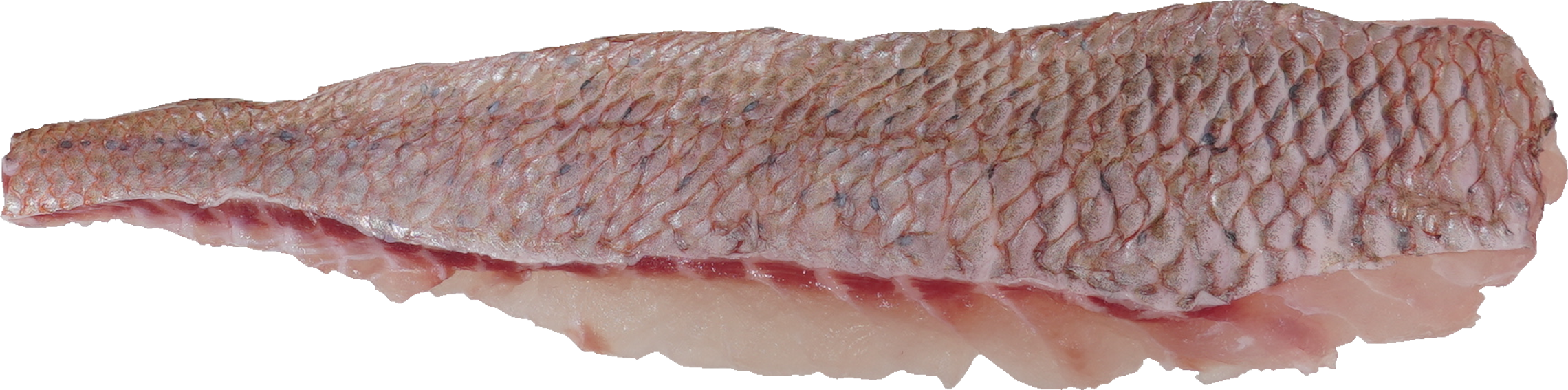 たい｜商用可フリー画像・背景透過