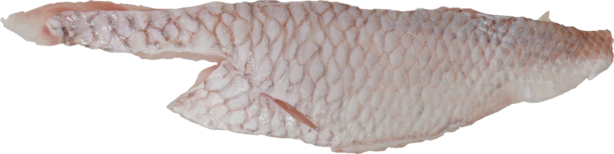 たい｜商用可フリー画像・背景透過