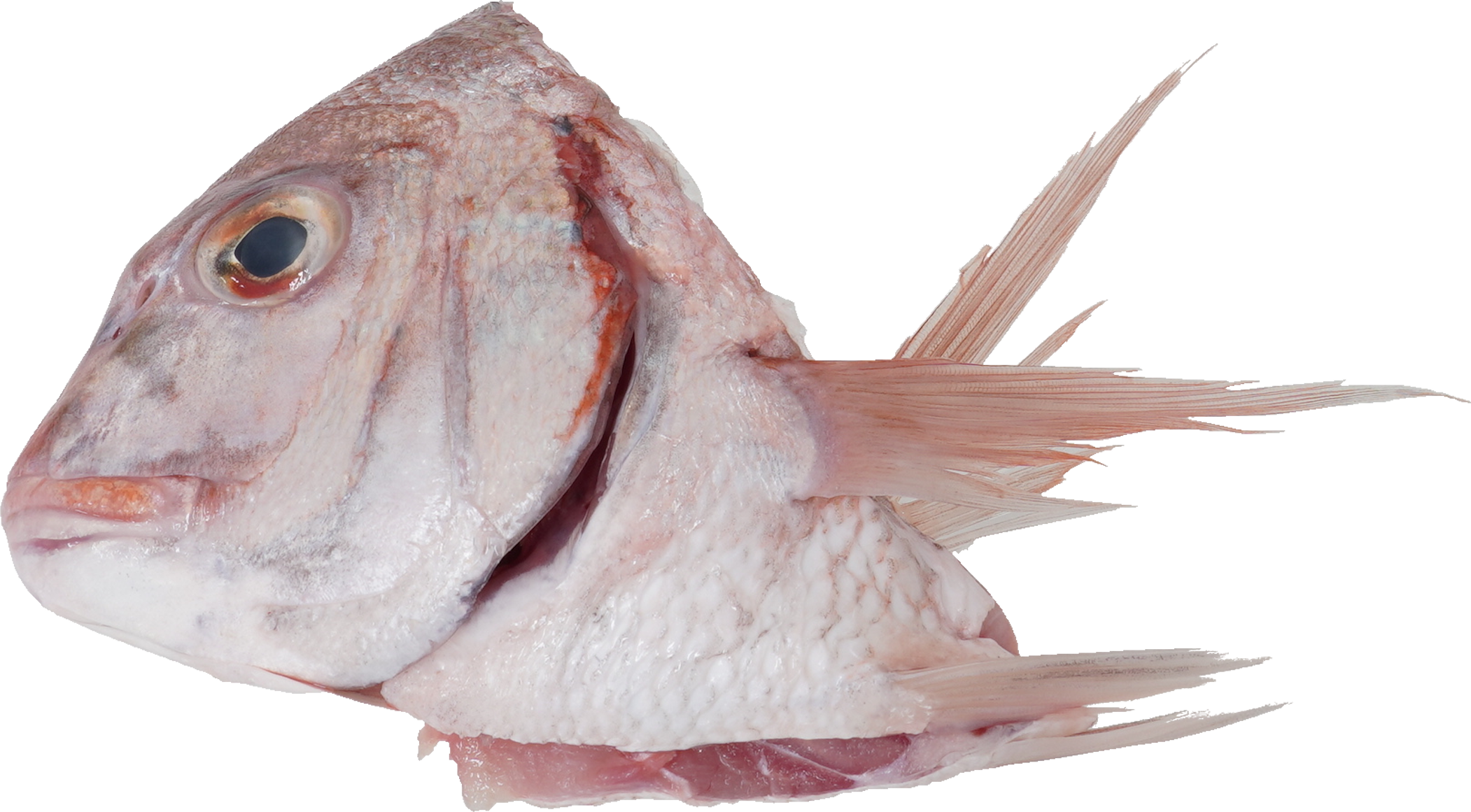 たい｜商用可フリー画像・背景透過