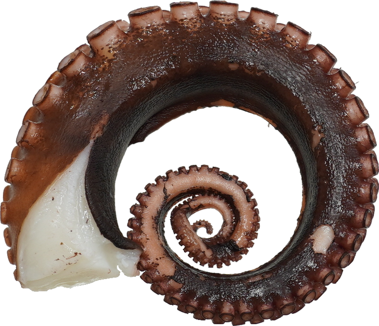 まだこ（ゆで）｜商用可フリー画像・背景透過