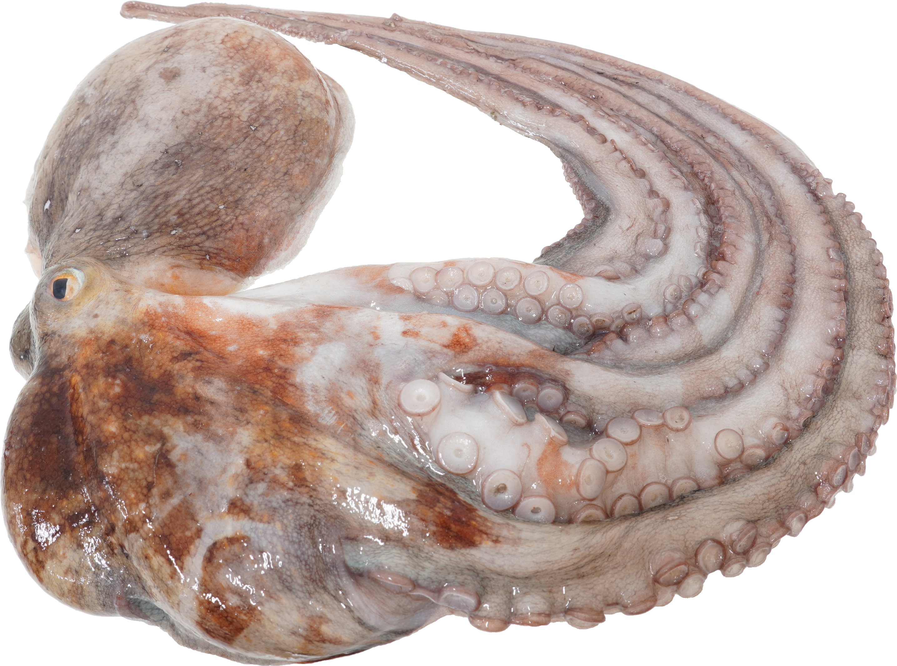 まだこ|商用可フリー画像・背景透過