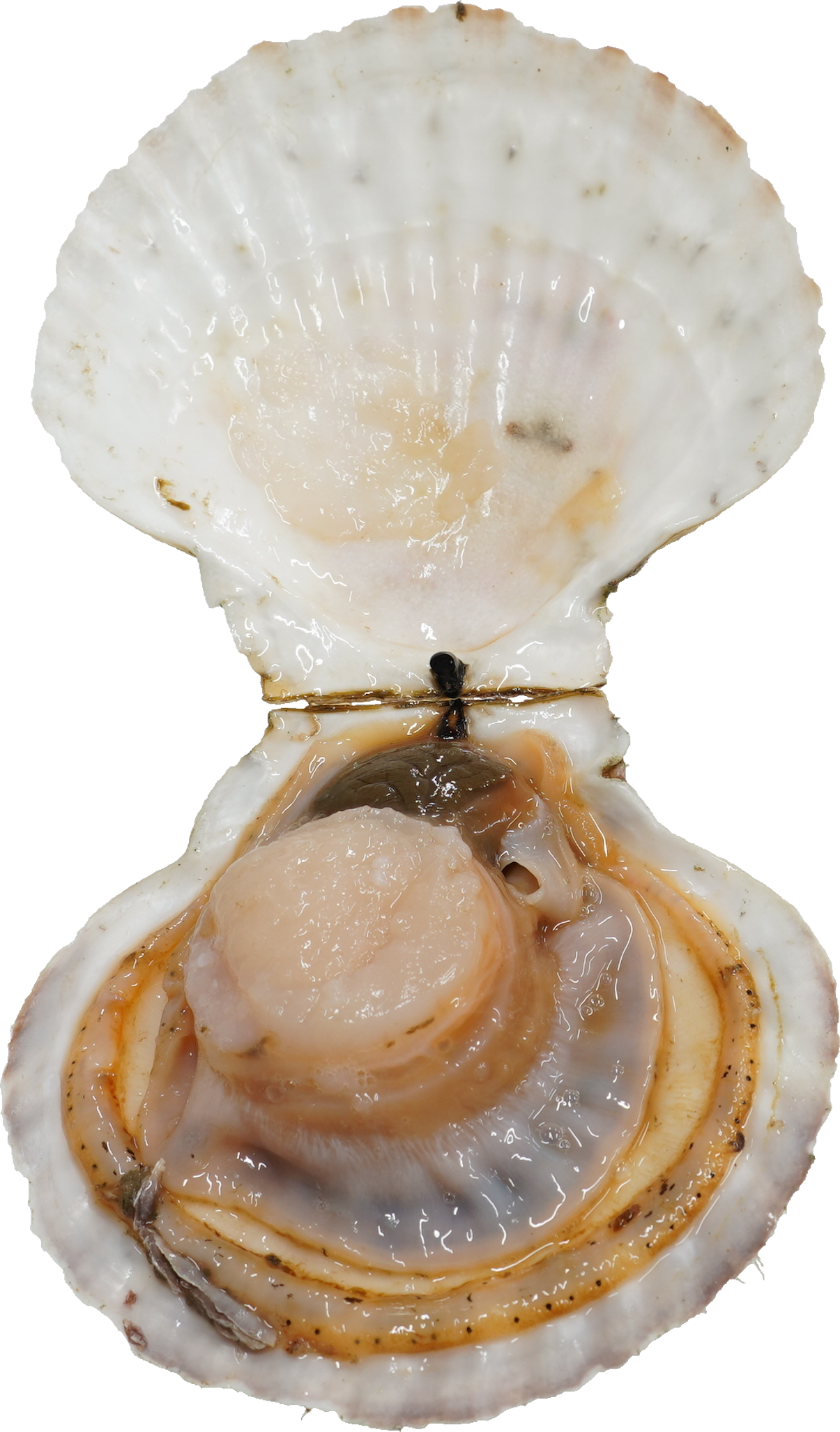 ほたてがい|商用可フリー画像・背景透過