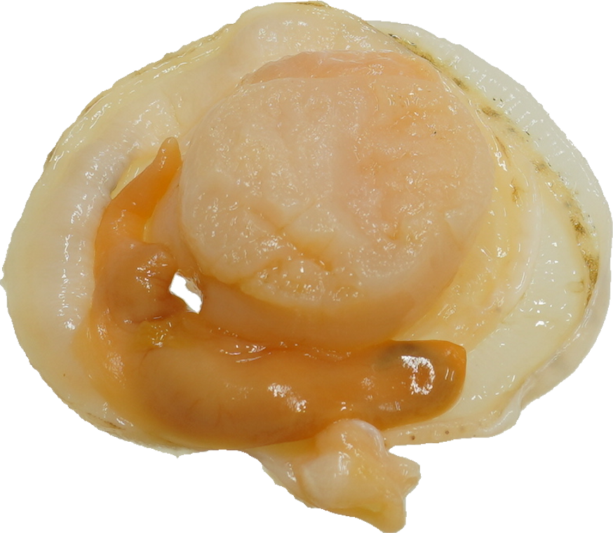 ほたてがい｜商用可フリー画像・背景透過