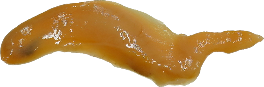 ほたてがい｜商用可フリー画像・背景透過