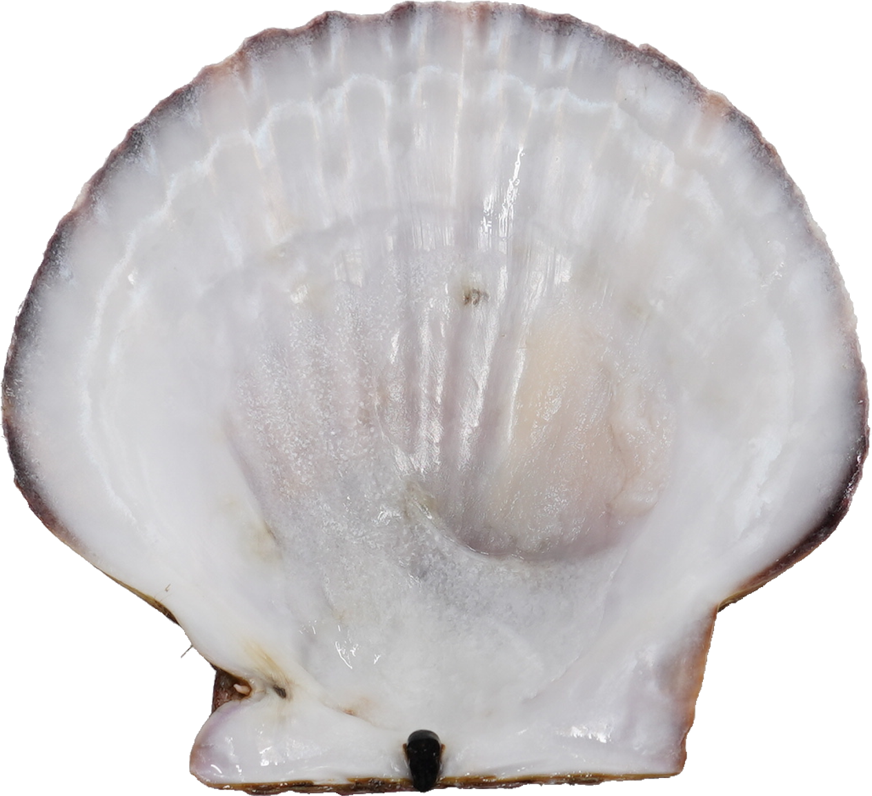 ほたてがい｜商用可フリー画像・背景透過