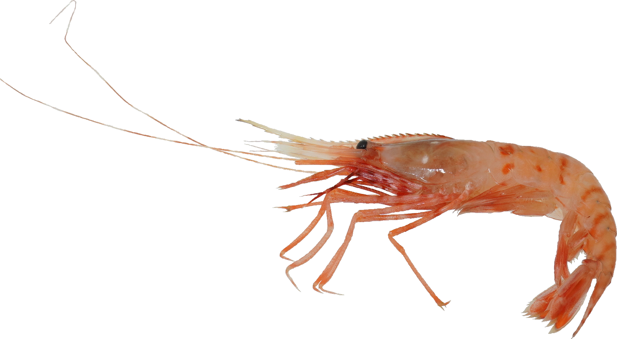 ぼたんえび｜商用可フリー画像・背景透過