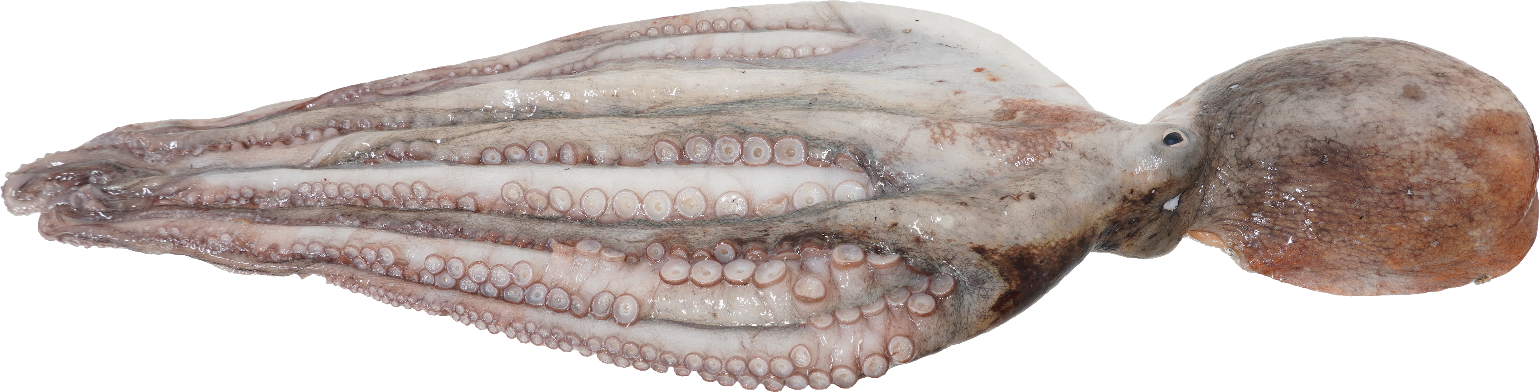 まだこ|商用可フリー画像・背景透過