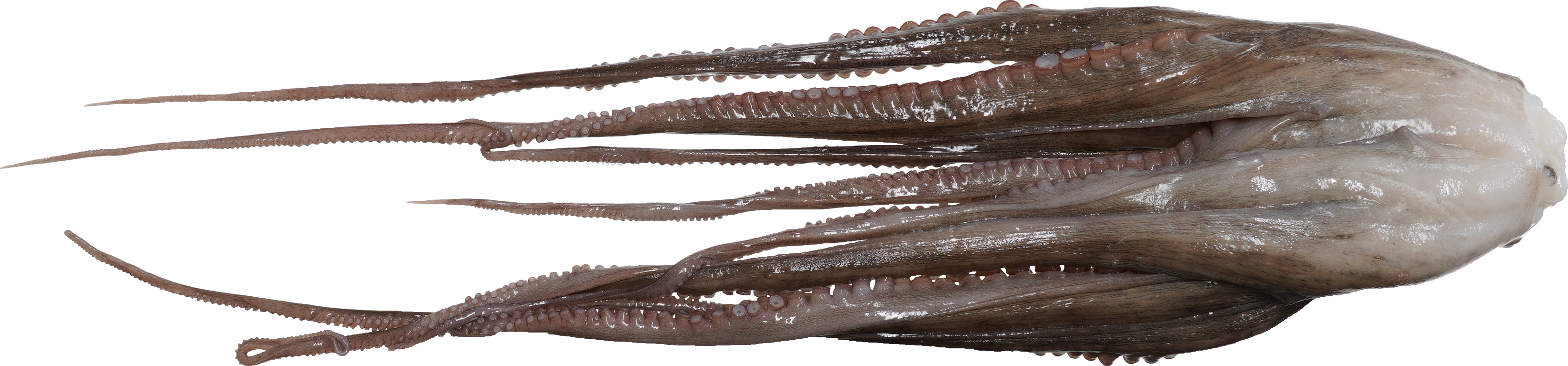 まだこ｜商用可フリー画像・背景透過