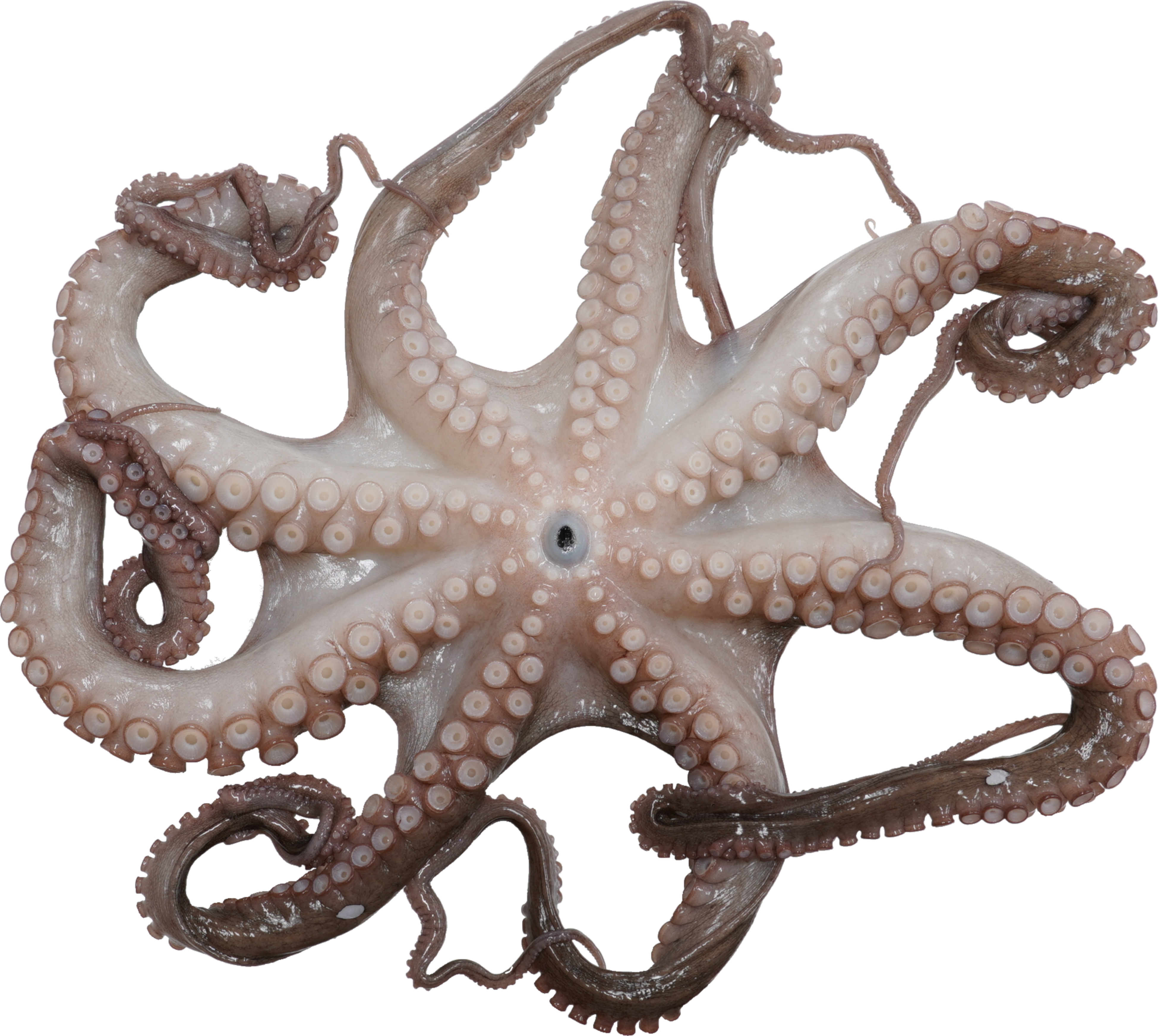 まだこ｜商用可フリー画像・背景透過